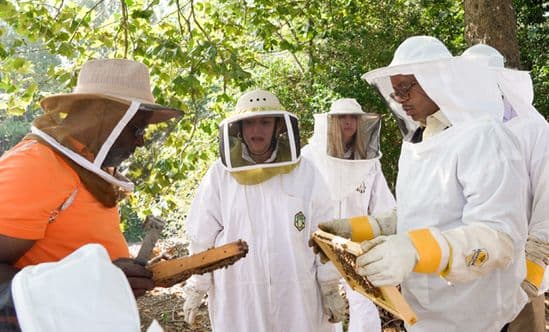 Four people in beekeeping gear holding active hives