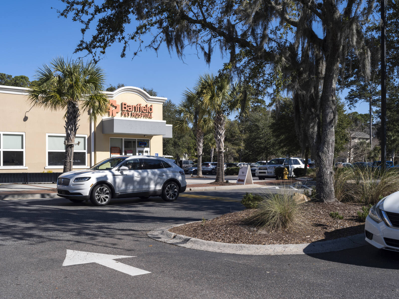 SUV passed Banfield Hospital under a large tree at intersection. 